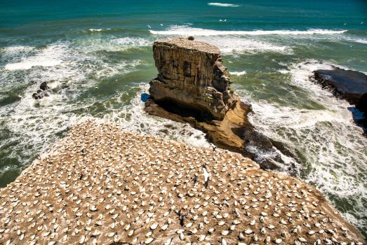 The gannets at Muriwai