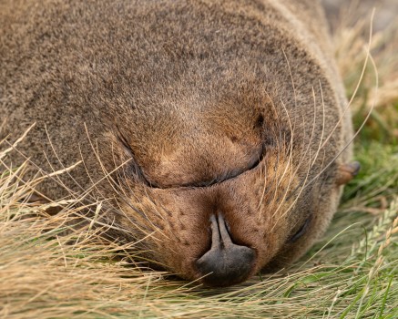 Seal muzzle