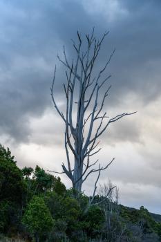 Manapouri Tree