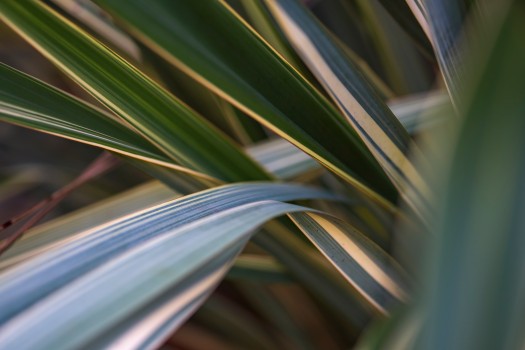 Harakeke flax leaves (Phormium tenax aohanga)