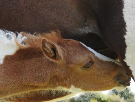 Hungry foal