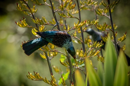 Tūī bird on native flax