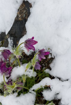 Snow covered flowers