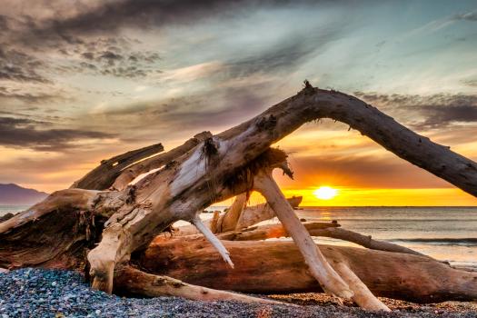 Kaikoura driftwood at sunrise