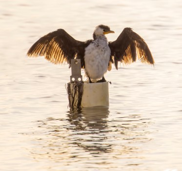 Pied Cormorant drying off
