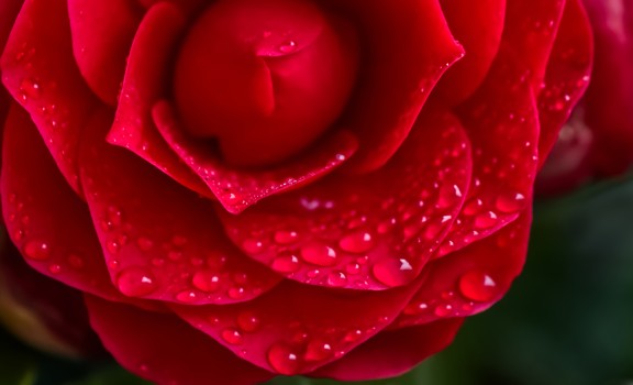 Raindrops on red camellia
