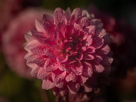 Dahlia  with droplets