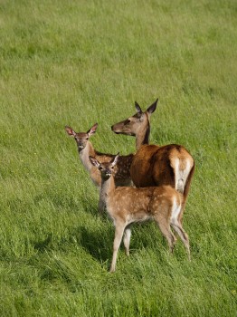 Red Deer Hind with Fawns