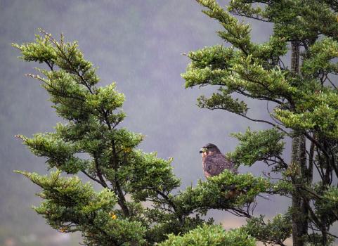 Karearea (NZ falcon)
