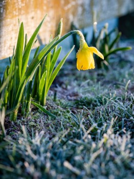 Spring Daffodil WInter Frost
