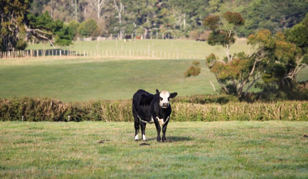Cow at Buckland farms