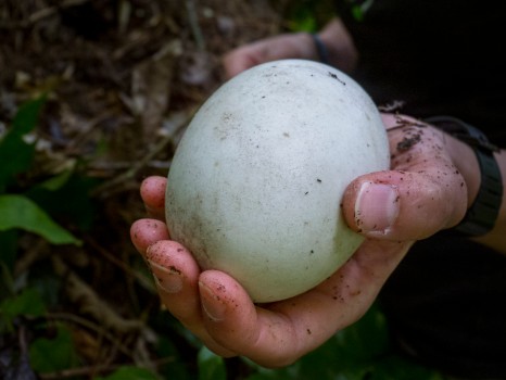 Kiwi pukupuku egg in researcher's hand