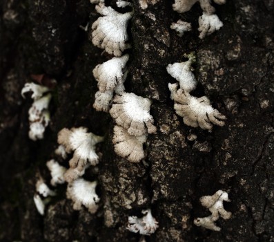 White fungi