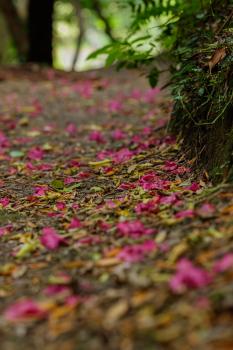 Paved with Petals