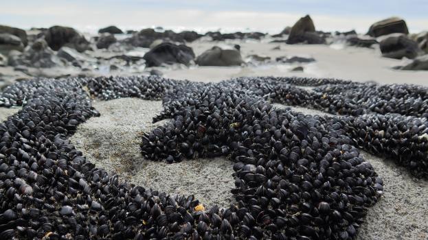 Mussle cluster on a beach bokeh
