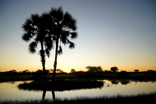 Sunset behind a palm tree in African savanna