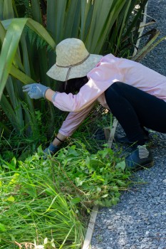 Conservation volunteer weeding 