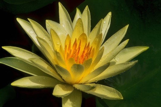 Lotus flower, Srinagar