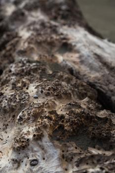 Driftwood texture bokeh
