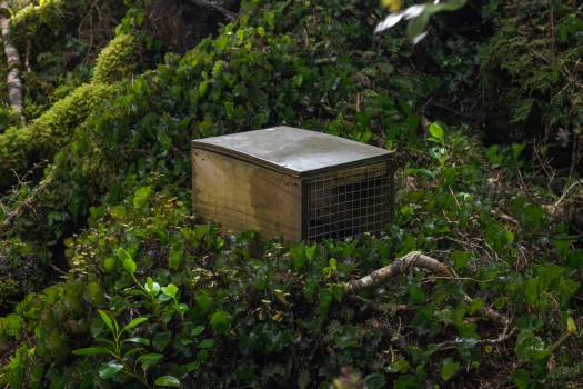 Trap box, Remutaka Forest Park, Wellington