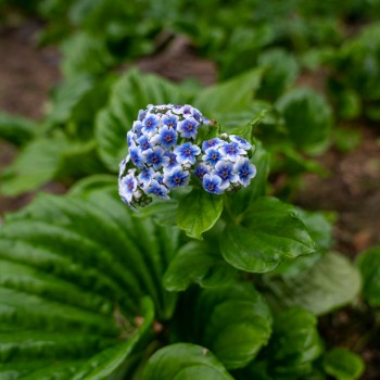 Iconic Chatham Island forget-me-not