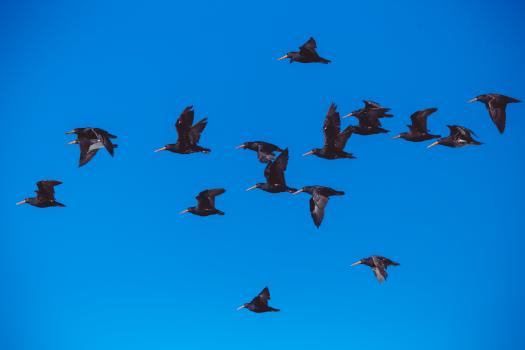 Oyster catchers against vibrant blue sky