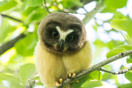 Northern Saw-whet owlet