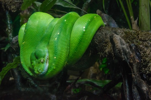 Green Boa Constrictor