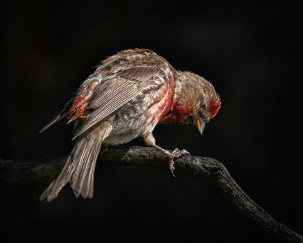 A curious redpoll bird on a perch
