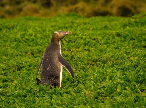 Yellow eyed penguin, Enderby Is