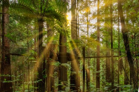 Redwoods sun burst