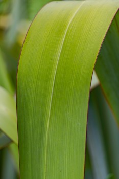 flax leaf