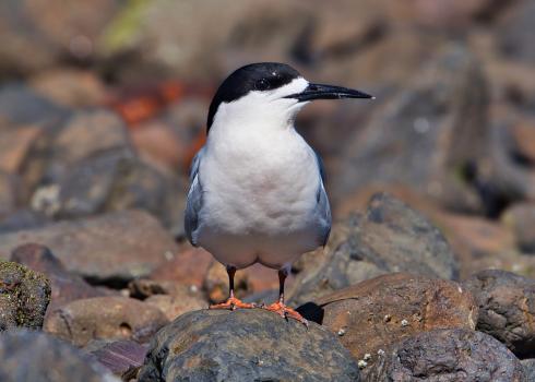 White fronted tern