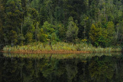 Forest reflections, Lake Matheson