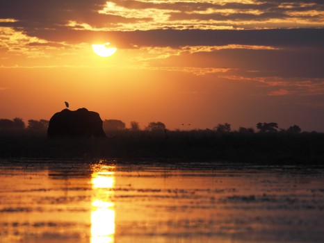 Bull Elephant, Chobe River, Botswana