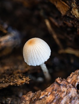 Solo Bonnet Mushroom Cap