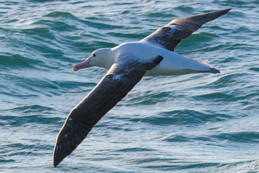 Southern royal albatross, Otago