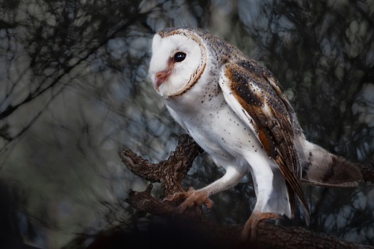 Owl, Alice Springs Desert Park