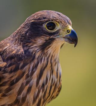Kārearea or New Zealand Falcon