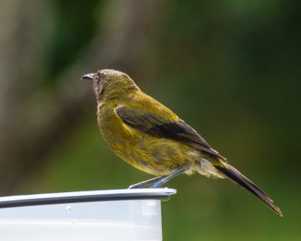 Bell bird on feeder