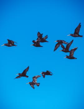 Black birds on blue sky