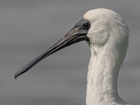 Young Spoonbill