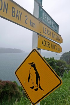Penguin Sign