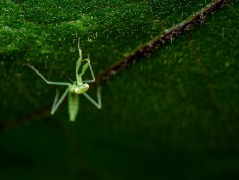 Juvenile Praying Mantis