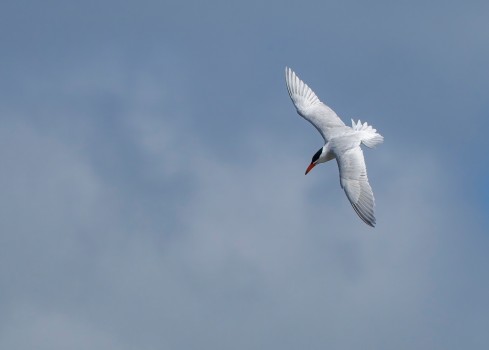 Taranui or Caspian tern in flight