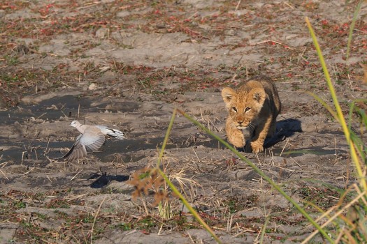 Lion Cub Chasing a Dove
