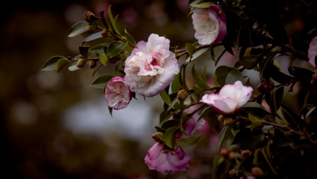 Camellia  flowers