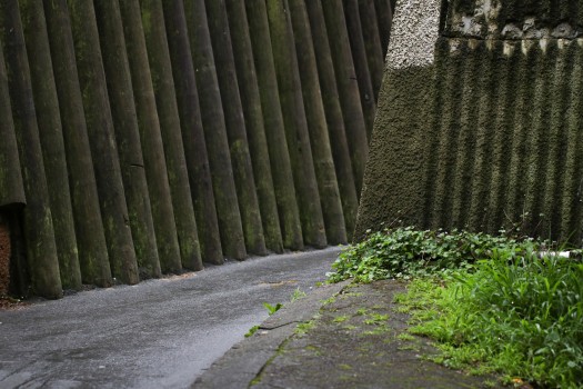 Bamboo wall and vegetation