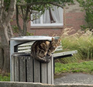 Cat in the bin