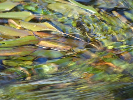 Leaf on flowing stream